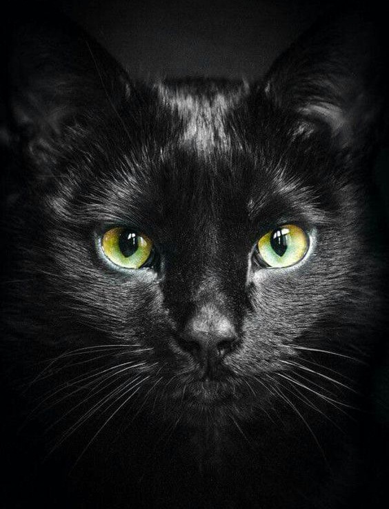 Mèo đen tuyền giá bao nhiêu