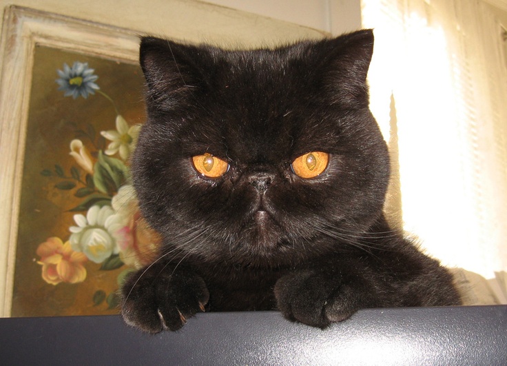 Mèo đen tuyền giá bao nhiêu