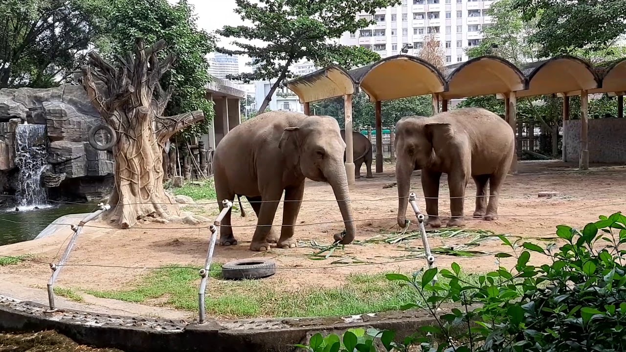 Voi ăn cỏ ở Thảo Cầm Viên (Elephant at saigon zoo) - YouTube