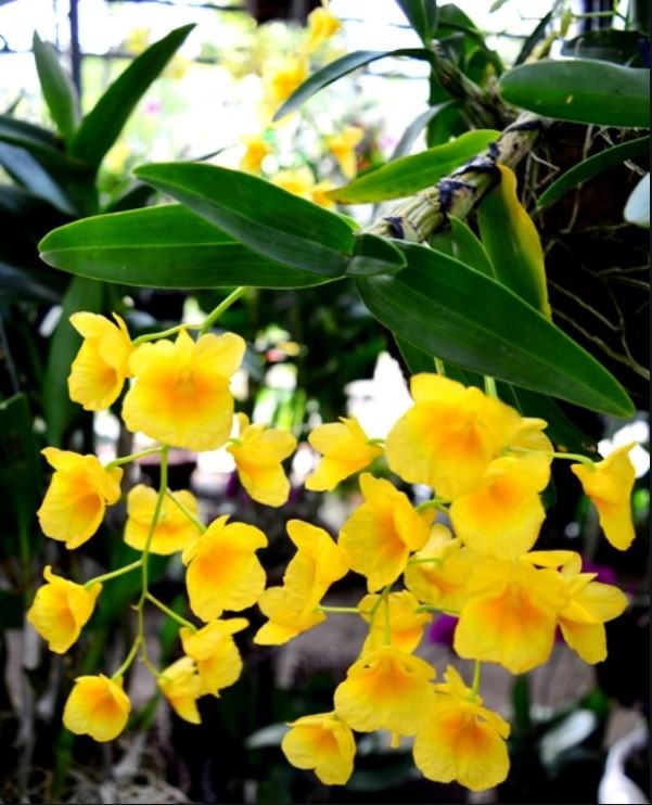 Hoa lan màu vàng - Những ý nghĩa của hoa lan màu vàng có thể bạn chưa biết 12