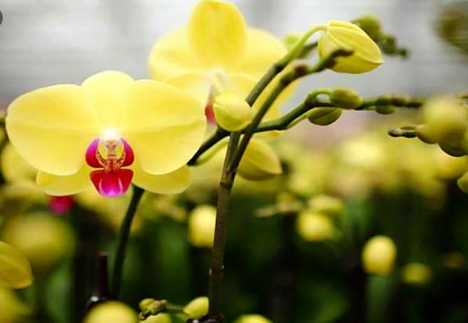 Hoa lan màu vàng - Những ý nghĩa của hoa lan màu vàng có thể bạn chưa biết 13