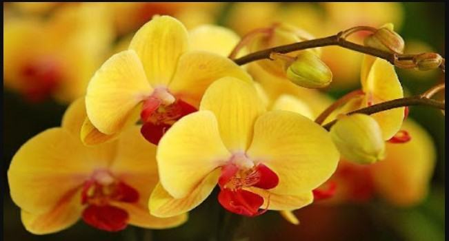 Hoa lan màu vàng - Những ý nghĩa của hoa lan màu vàng có thể bạn chưa biết 14