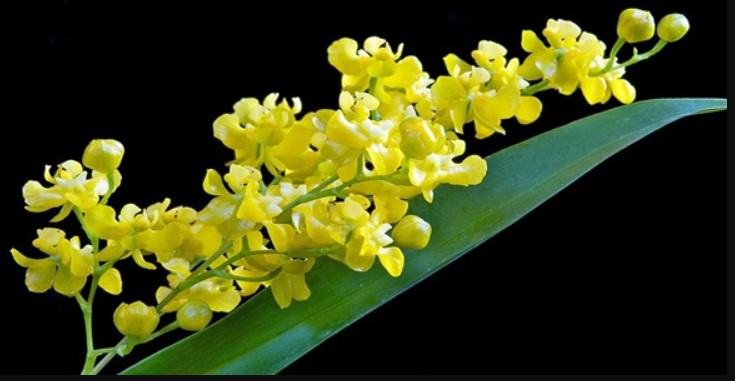 Hoa lan màu vàng - Những ý nghĩa của hoa lan màu vàng có thể bạn chưa biết 15