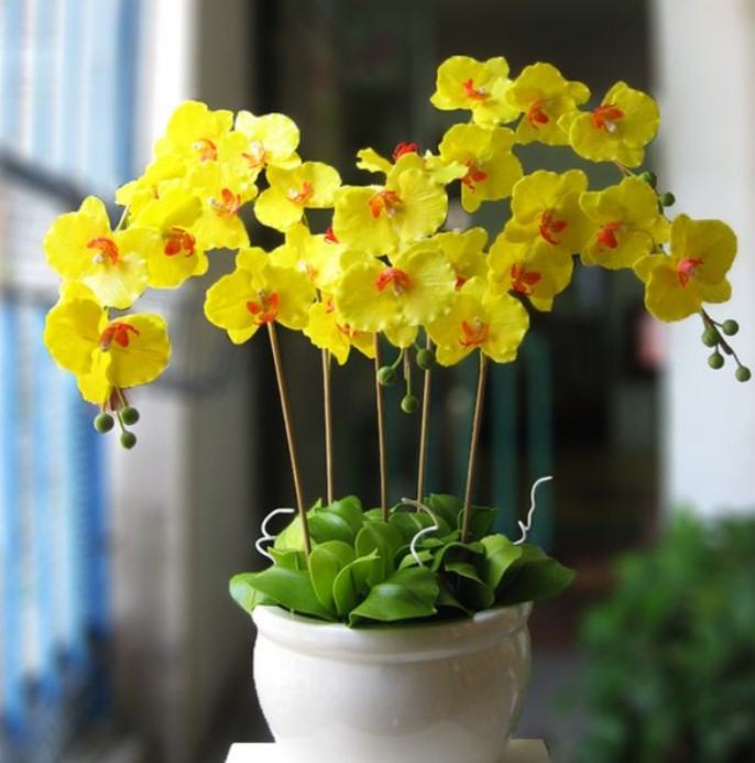 Hoa lan màu vàng - Những ý nghĩa của hoa lan màu vàng có thể bạn chưa biết 16