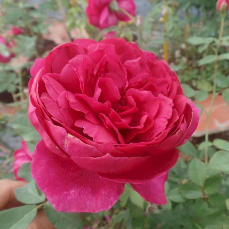 hoa hồng Autumn Rouge