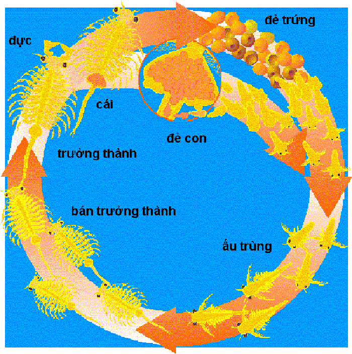 Mô tả vòng đời của Artemia