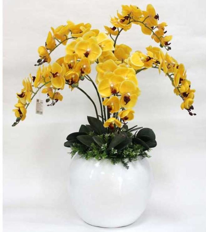 Hoa lan màu vàng - Những ý nghĩa của hoa lan màu vàng có thể bạn chưa biết 9