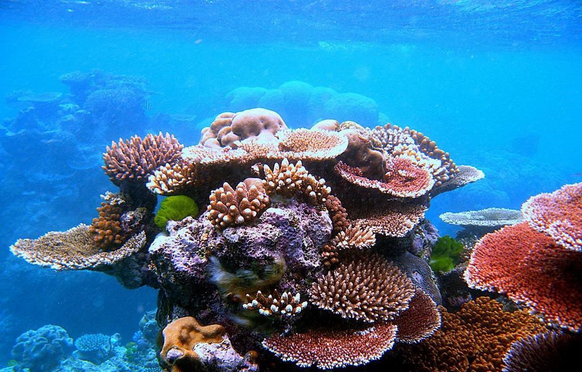 một trong số những rạn san hô đẹp nhất thế giới