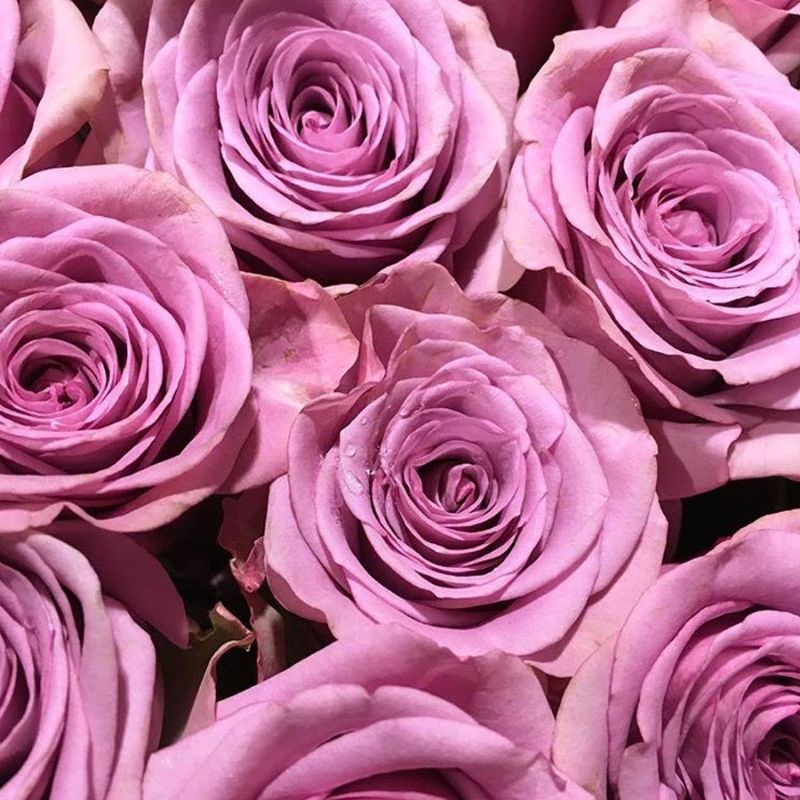 ý nghĩa của hoa hồng màu tím